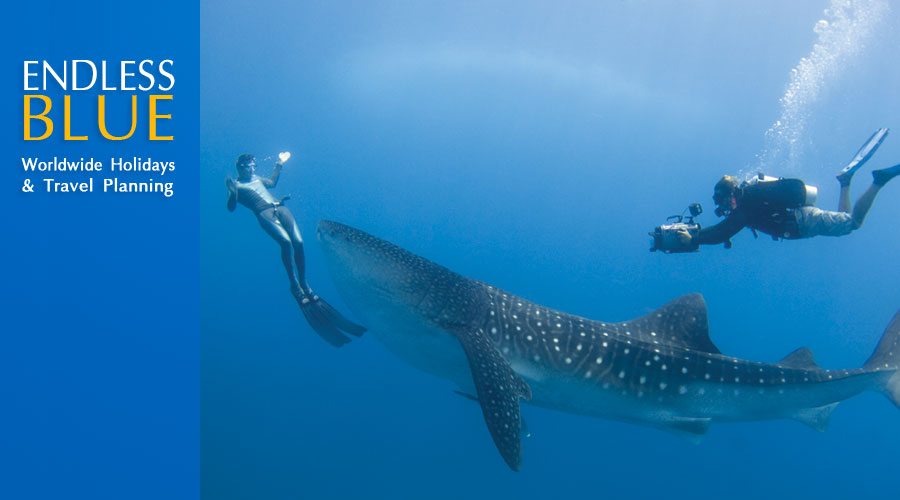  Luxury tailor made diving holidays and worldwide adventure holiday travel arrangements for couples, families and groups with Endless Blue Travel