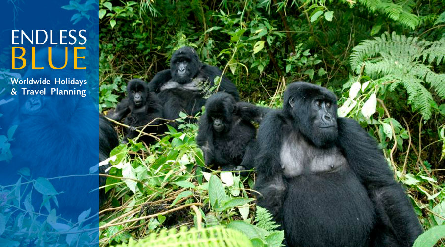 Luxury safari holidays. Silverback Lodge Rwanda